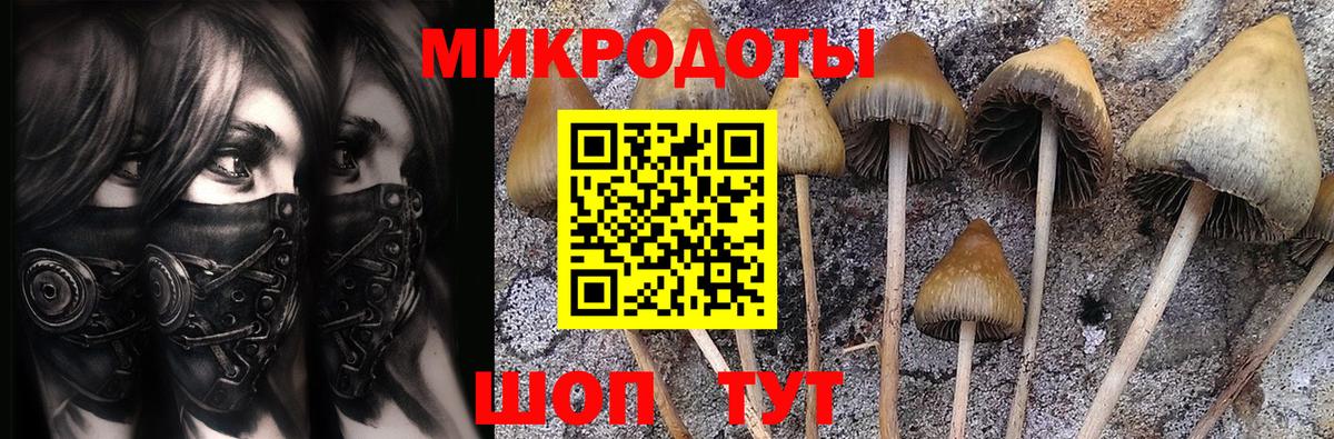 Псилоцибиновые грибы Psilocybe Новотроицк